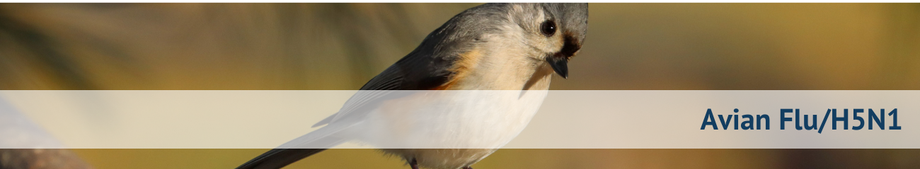 Avian Flu Banner2.png