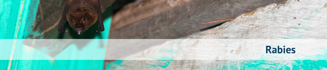 Rabies Banner2.png